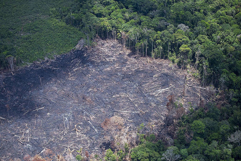 Desmatamento na Amazônia: ameaças e oportunidades para o ativismo ambiental